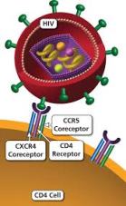 DT 336 CCR5 HIV (1A).