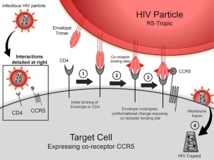 DT 336 CCR5 HIV (1B)