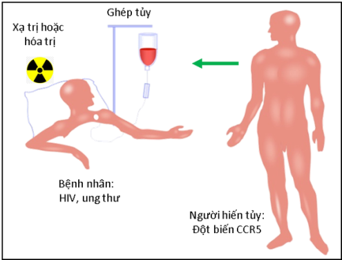 DT 336 CCR5 HIV (4).png